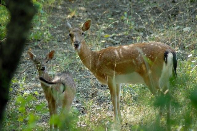 QUIZ:  INDOVINA L''UNGULATO!!! (per i non 